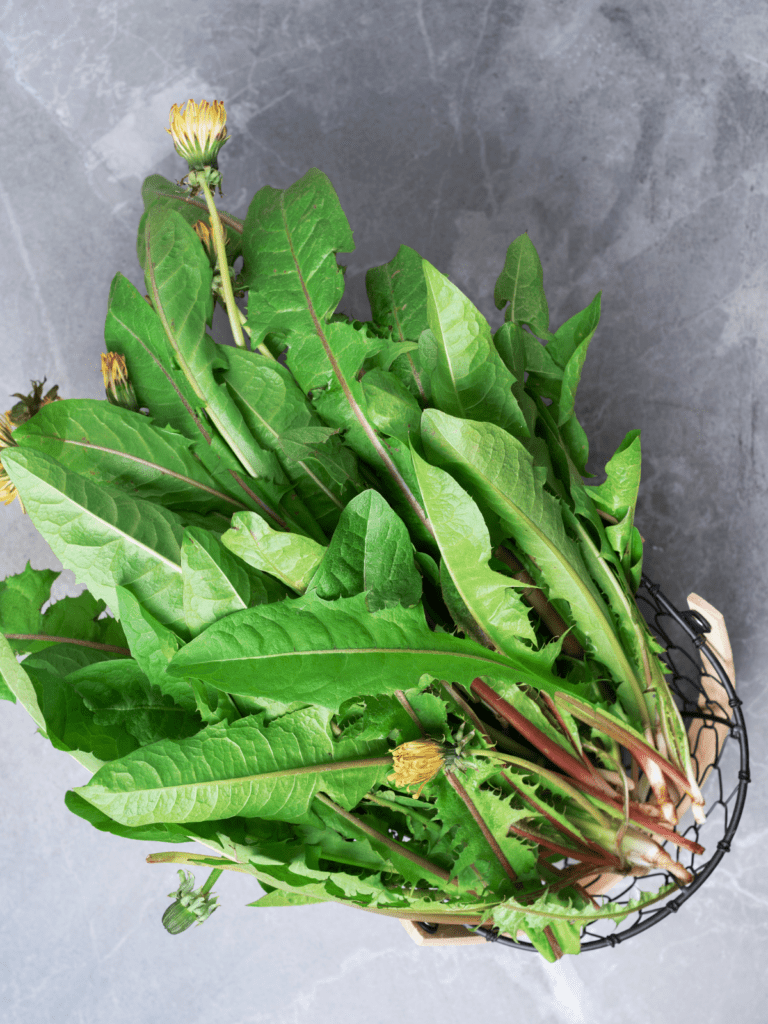 There are many benefits to dandelion greens.
